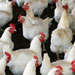  Maggots to help feed fish and reduce cow manure