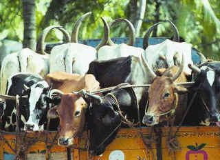 Cattle fodder plant inaugurated in Kerala