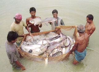 Fisheries and livestock census scheduled for 2014
