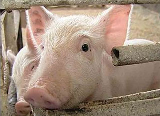 Pig farm complex approved in Tyumen