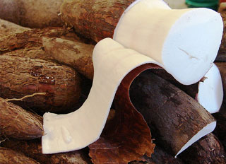 IITA look to position Cassava as a major feed ingredient