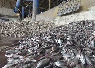 Thai Feed Mill Association agrees to marine protection
