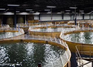 Aquaculture park proposed for Albany, Indiana