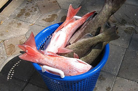 Egypt, the largest aquaculture industry in Africa