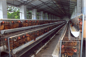 Hi-tech poultry layer breeding farm inaugurated