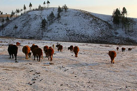 Harsh winter brings feed shortages in Mongolia