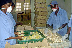 High cost of inputs dealing blow to poultry farming