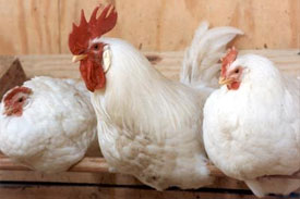 Poultry shortage in Zimbabwe following import ban