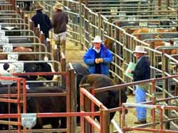 Feed Shortage leads to sale of cattle