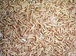 Maggots for rainbow trout feed