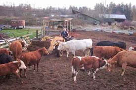 Animal husbandry sector receives 79$US million boost