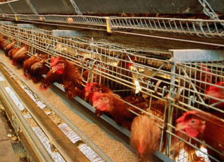 Government approves plans for the development of JSC Poultry Reftinskaya