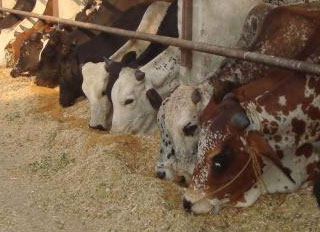Two new cattle feed processing plants announced in Punjab