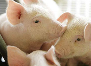 Construction of Changling County integrated pig farm underway