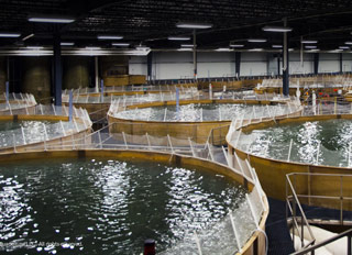 Grand opening held for Bell Farms Aqua Feed mill