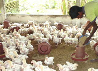 Toxic poultry feed threatens poor