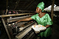 Nigerian Poultry farmers seek better funding 