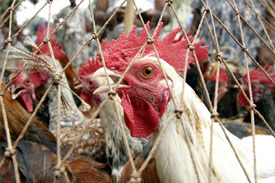 Poultry and livestock deserve greater attention