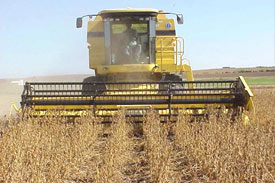 Soybeans Rise on Record Use for Feed, Cooking Oil; Corn Falls