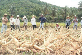 Cassava, banana production gets boost in Leyte