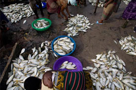 USAID funded project increases fish yield in Nigeria