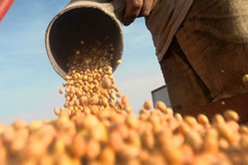 Feed millers: US may export more soybeans to PHL
