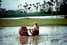 Vietnam and Cambodia increase agricultural ties