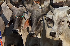 Doubling of cattle feed manufacturing required in Gujarat