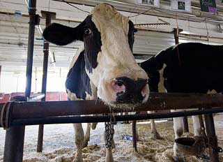 Animal feed recall in Dutch aflatoxin contamination