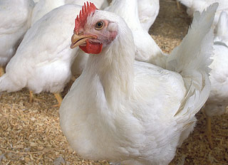 Sainsbury funds consultant to research better broiler feed