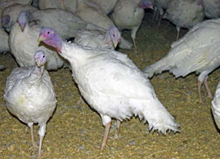 Cameya-alpha announce new turkey farm