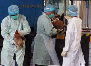 Latest on the Chinese H7N9 bird flu outbreak