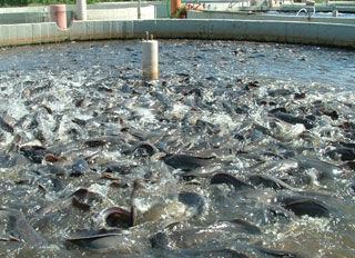 Four fish feed plants to be established in Delta State