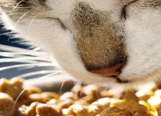 FDA proposes rules to increase animal feed and pet food safety