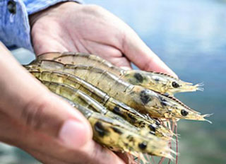Demand expected to rise sharply for shrimp feed
