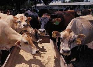 India's compound feed demand forecast to grow by 25% per annum
