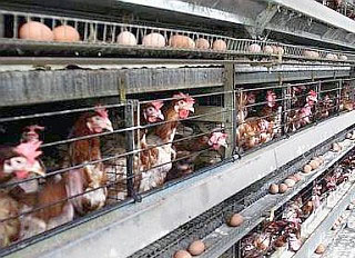 Steady growth expected for Malaysia's poultry feed production