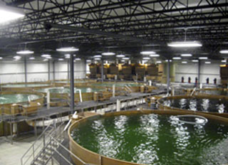 Bell Aquaculture plan to open new aqua feed mill
