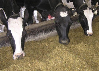 NMPF asks FDA to rewrite draft livestock feed regulation