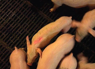 US and Canadian pork industries collaborate with feed industry, others on PEDV