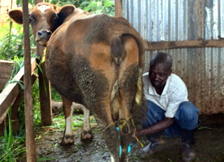 Sh10 million allocated for dairy farming, feed mill planned
