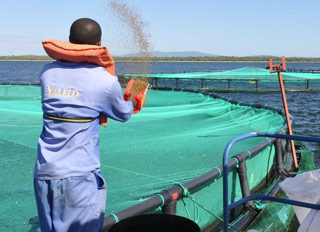 USD$6 million aqua feed mill planned in Zambia