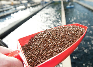 Nutreco increases fish feed capacity in Egypt
