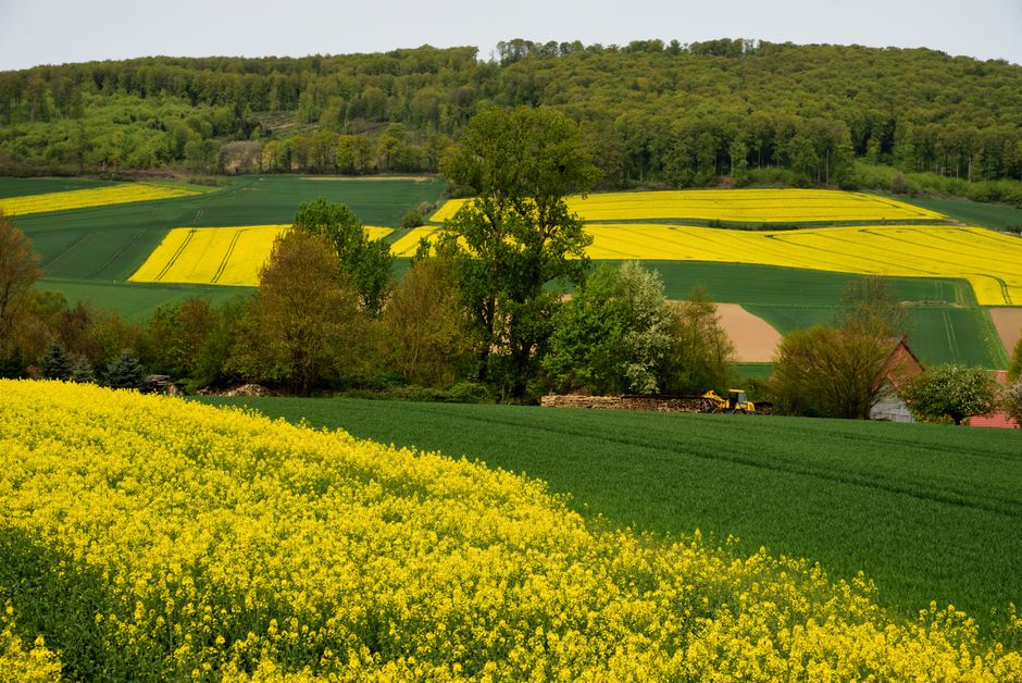 EU sets 35% target for EU-grown oilseeds and protein crops in feed by 2035