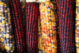 Commission authorises GM maize for Feed imports
