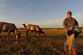 8 million dollar livestock feeding initiative announced for Alberta