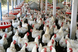Chandigarh poultry tax threatens to push dealers away