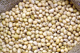 Indian exports lower as soybean prices surge on demand