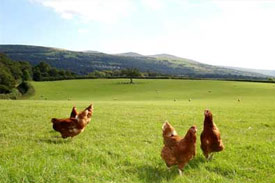 Organic feed influences gene expression in chickens