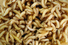 Maggots to be used as a cheaper alternative to fishmeal in Indonesian aquafeeds